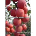 High Sweet Red Apple Seeds For Sale/Planting/Growing